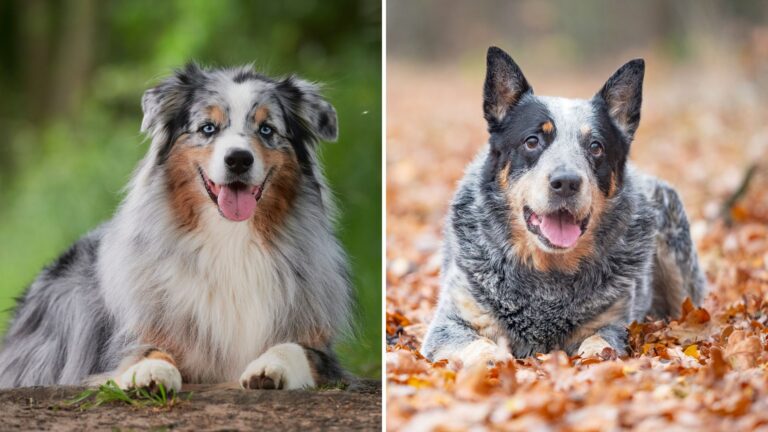 Blue Heeler Vs Australian Shepherd 10 Key Differences