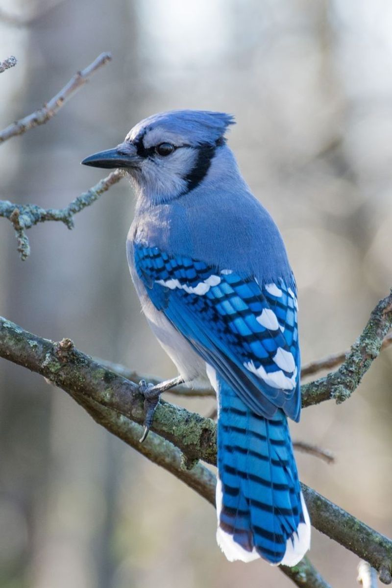 Blue Jay