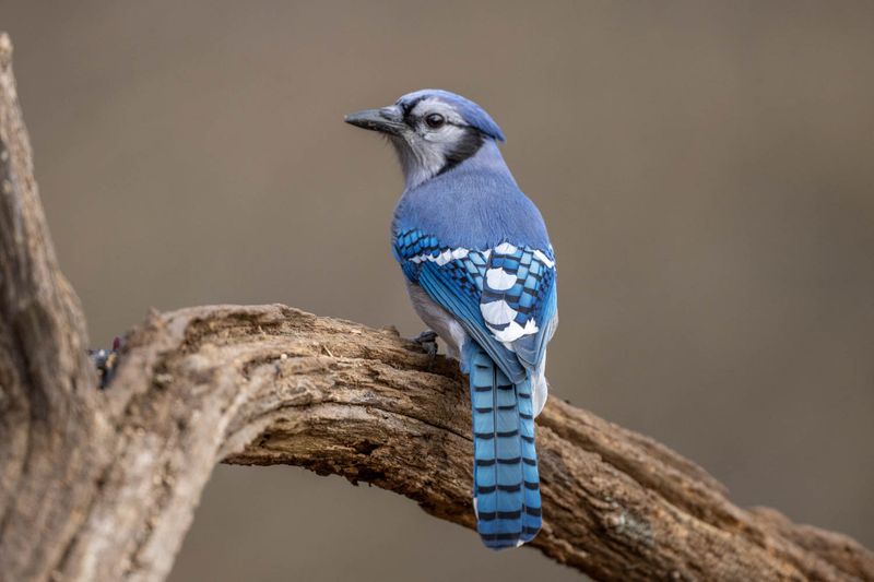 Blue Jay