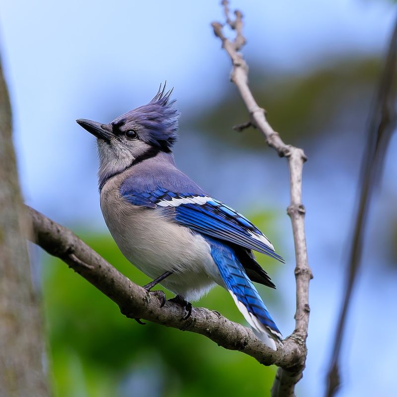 Blue Jay