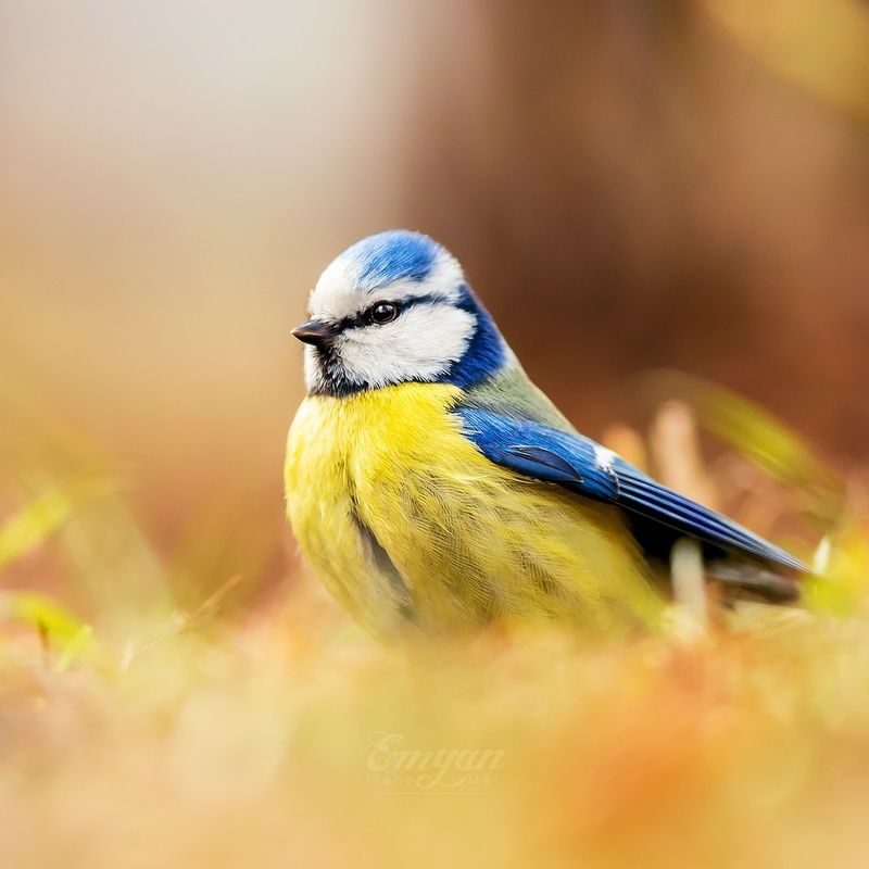 Eurasian Blue Tit