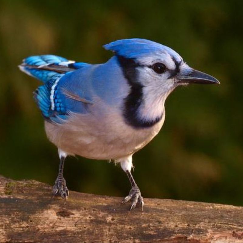 Blue Jay