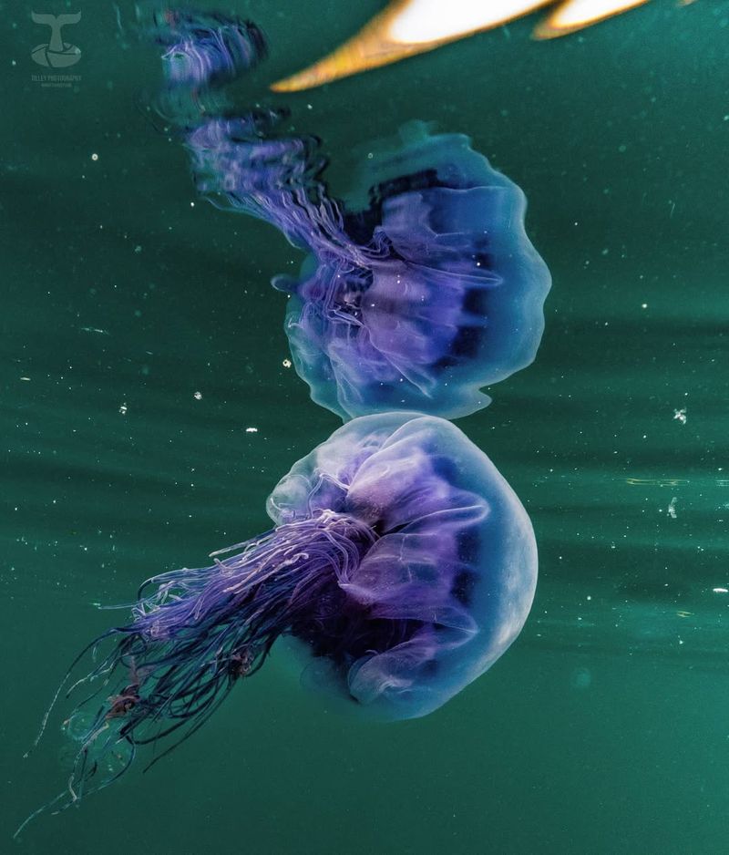 Blue Jellyfish