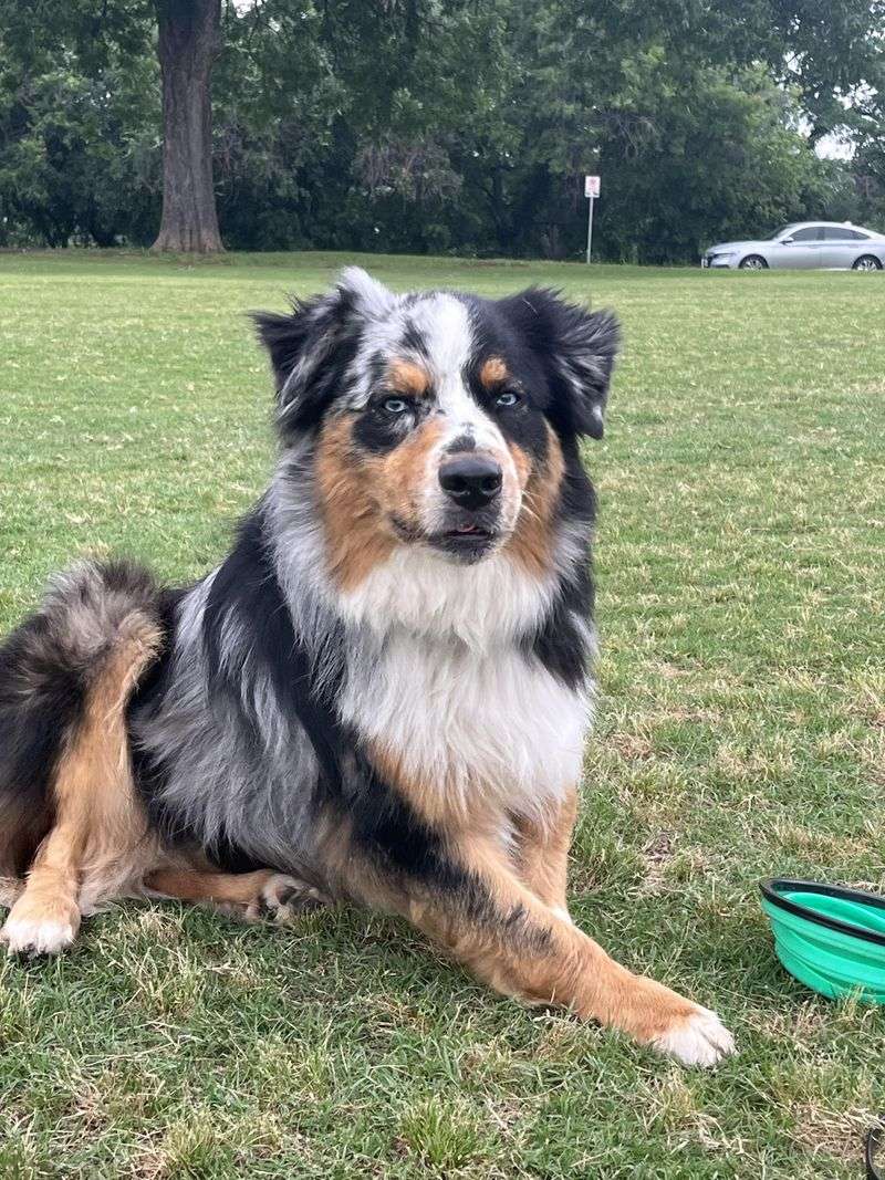 Blue Merle with Copper Points