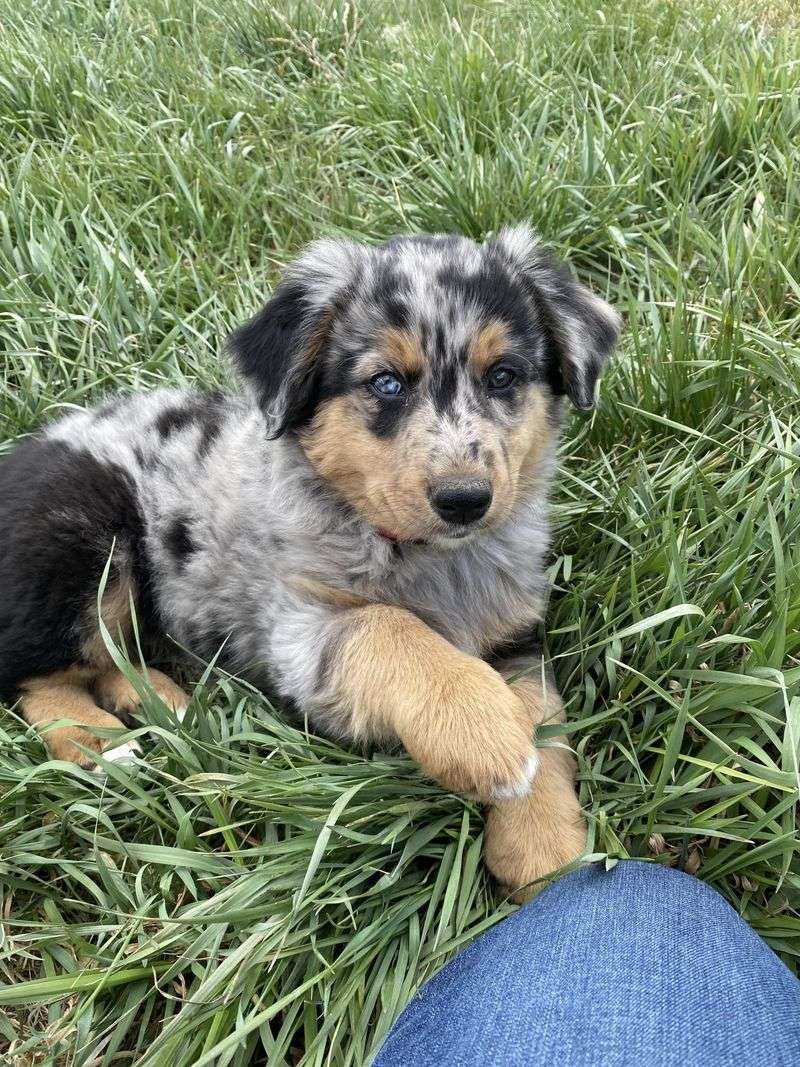 Blue Merle with White Markings