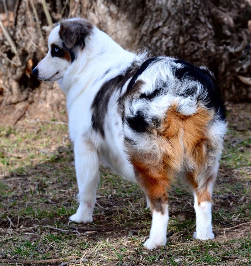 Blue Merle