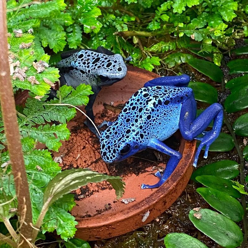 Blue Poison Dart Frog