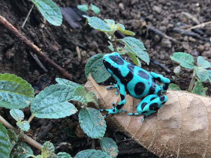 Blue Poison Dart Frog