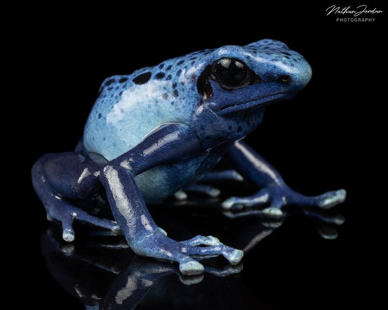 Blue Poison Dart Frog