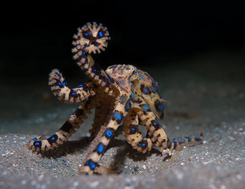 Blue-Ringed Octopus