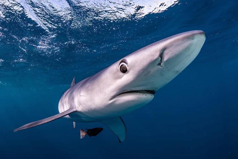 Blue Shark