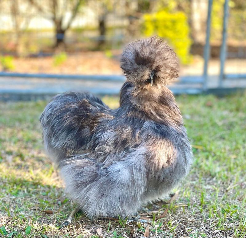 Blue Silkie