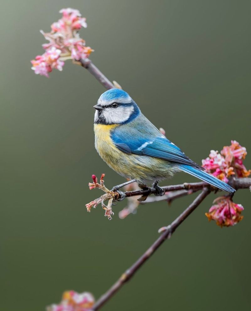 Blue Tit