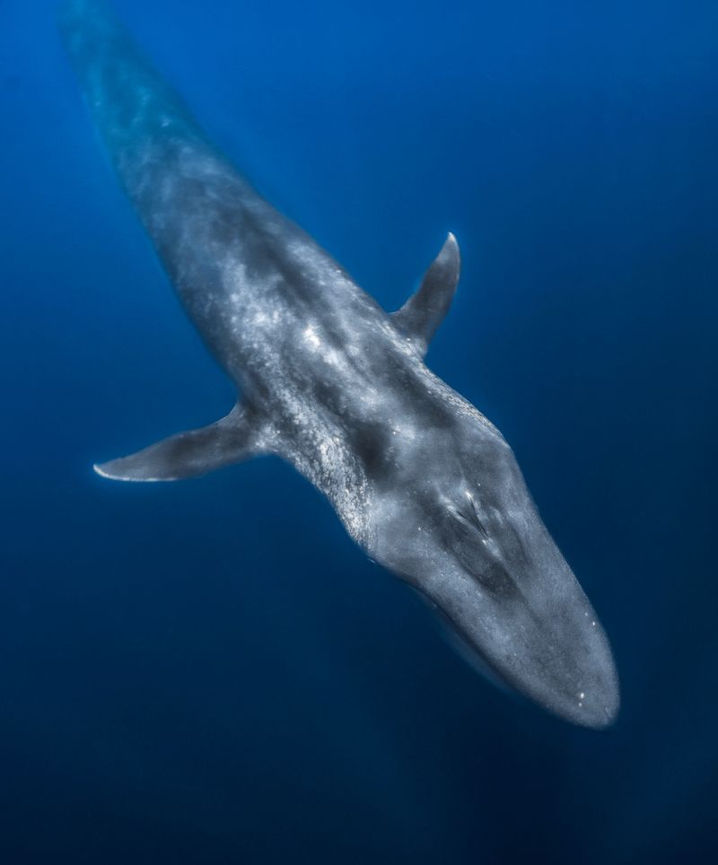 Blue Whale