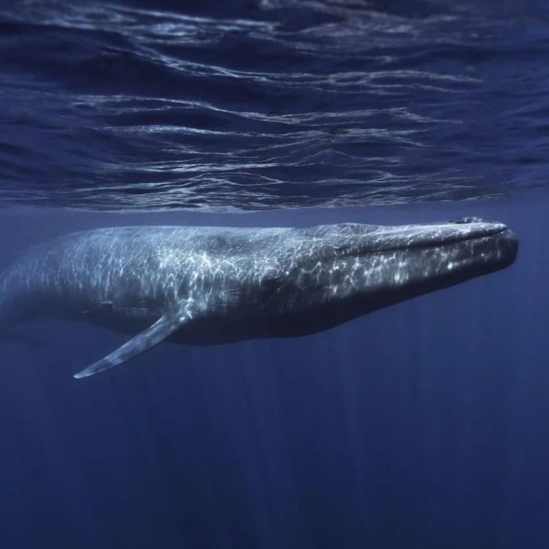 Blue Whale