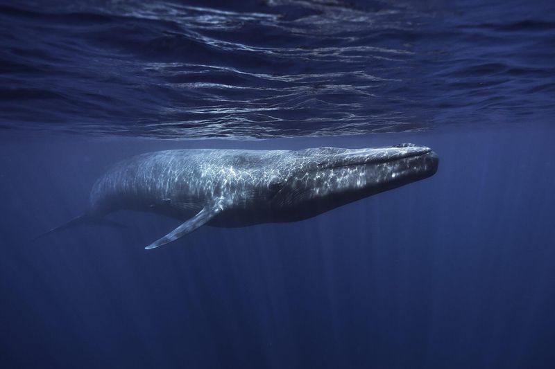 Blue Whale