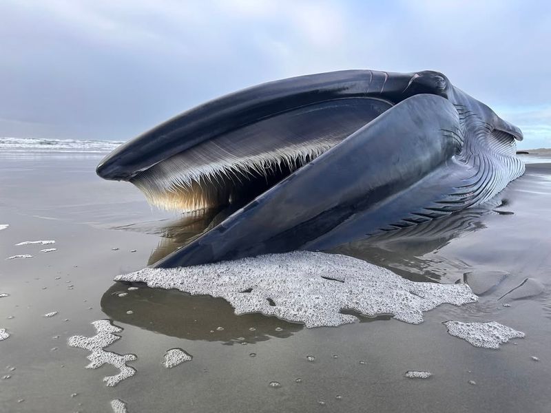 Fin Whale