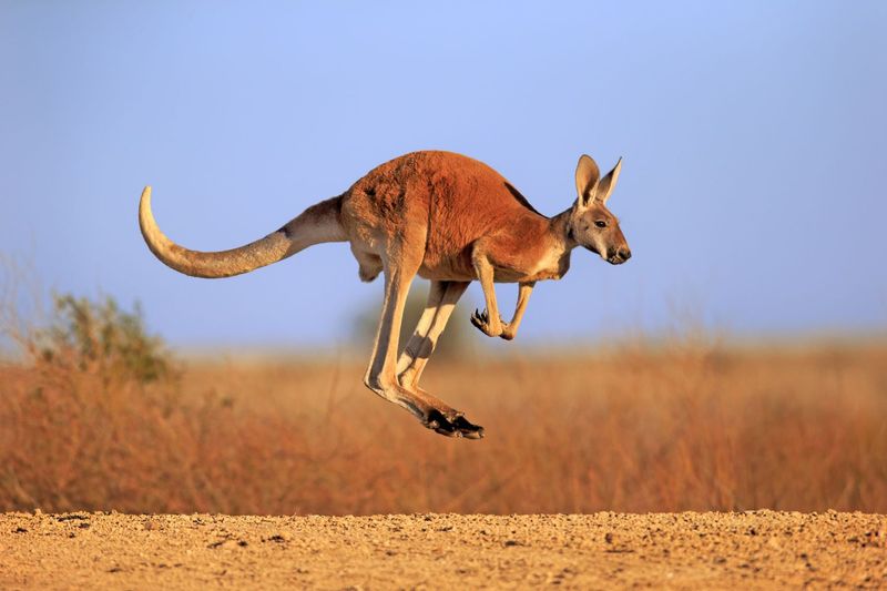 Kangaroo – Jumping Ability