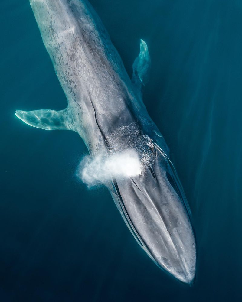 Blue Whale