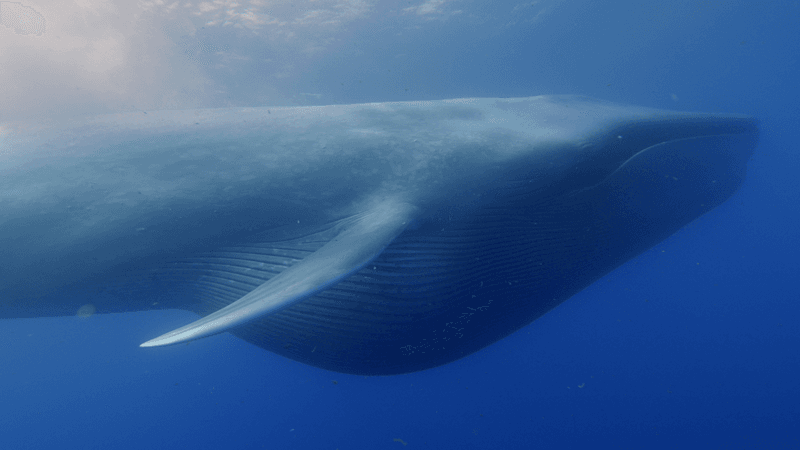 Blue Whales: The Size Champions