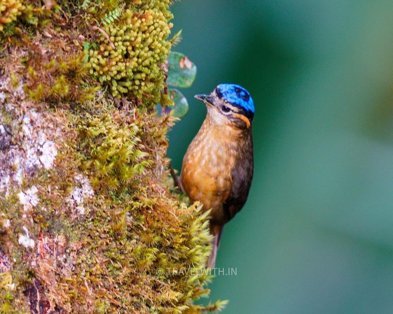 Blue-capped Ifrit