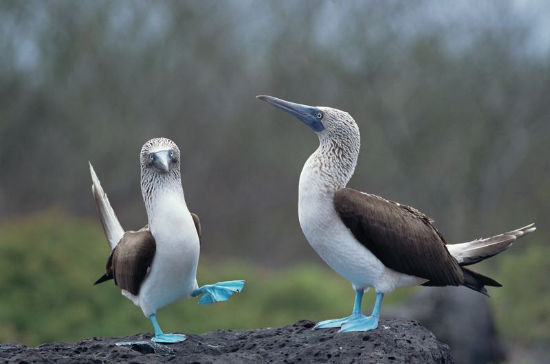 Blue-footed Booby