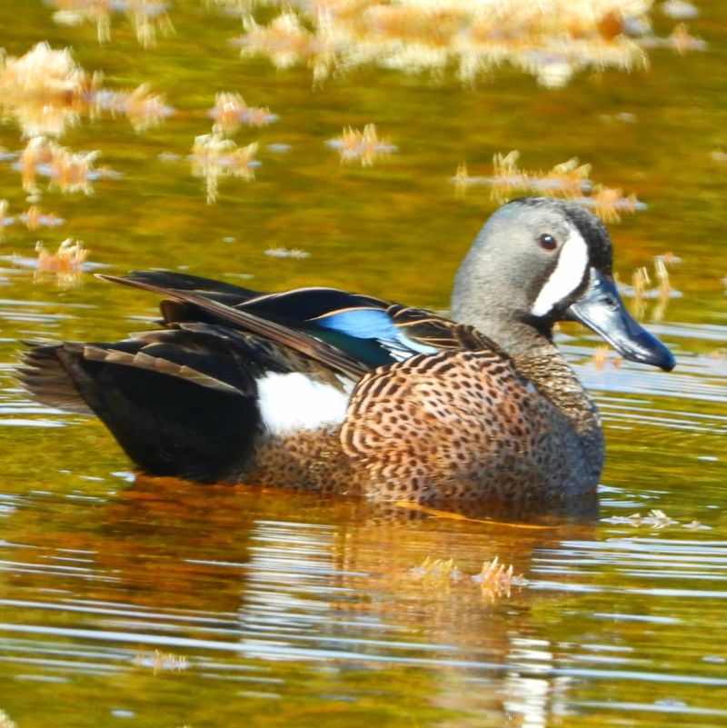 Blue-winged Teal