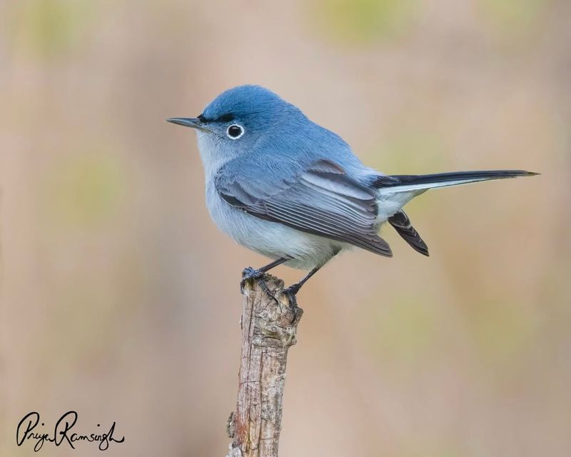 Blue-gray Gnatcatcher