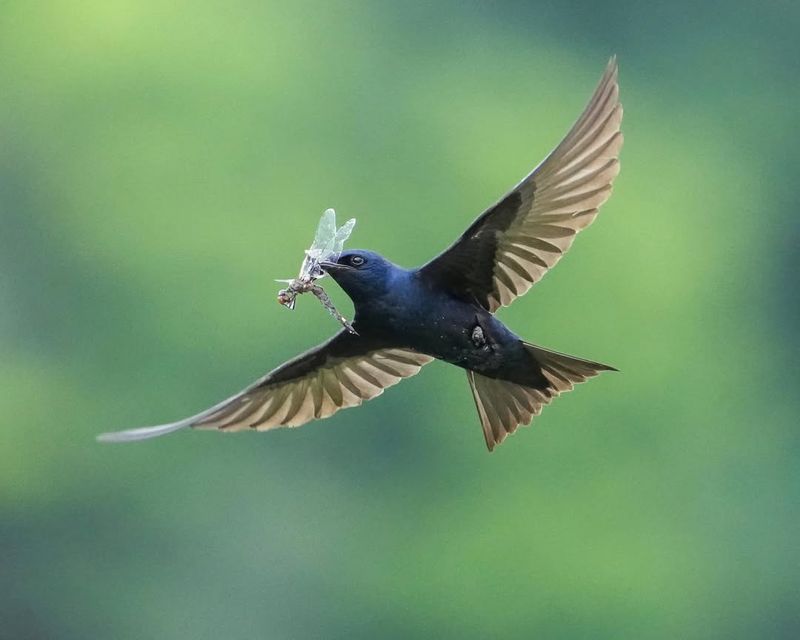 Purple Martin