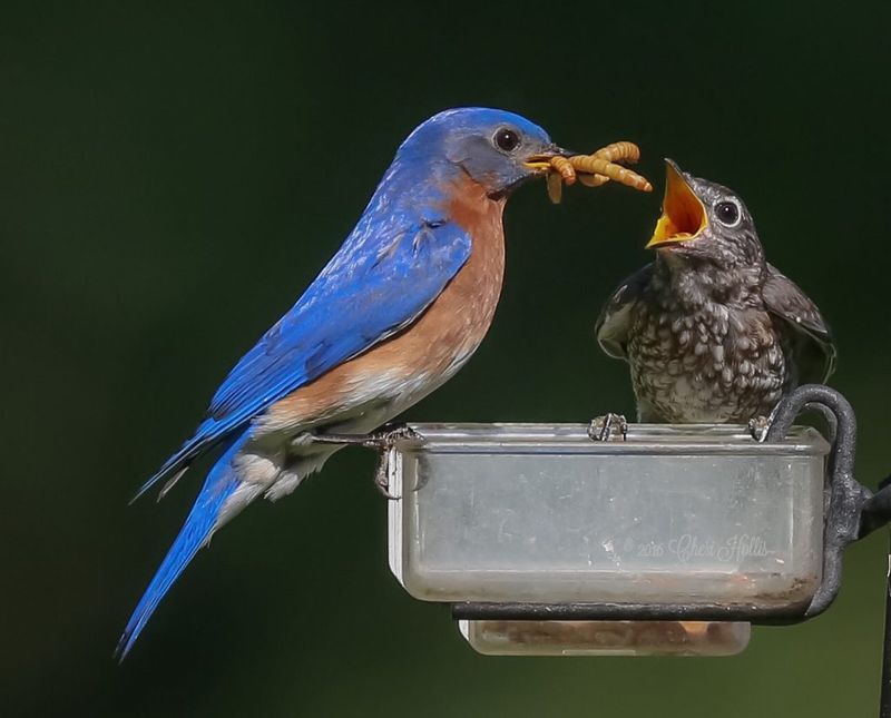 Bluebirds and Their Chicks