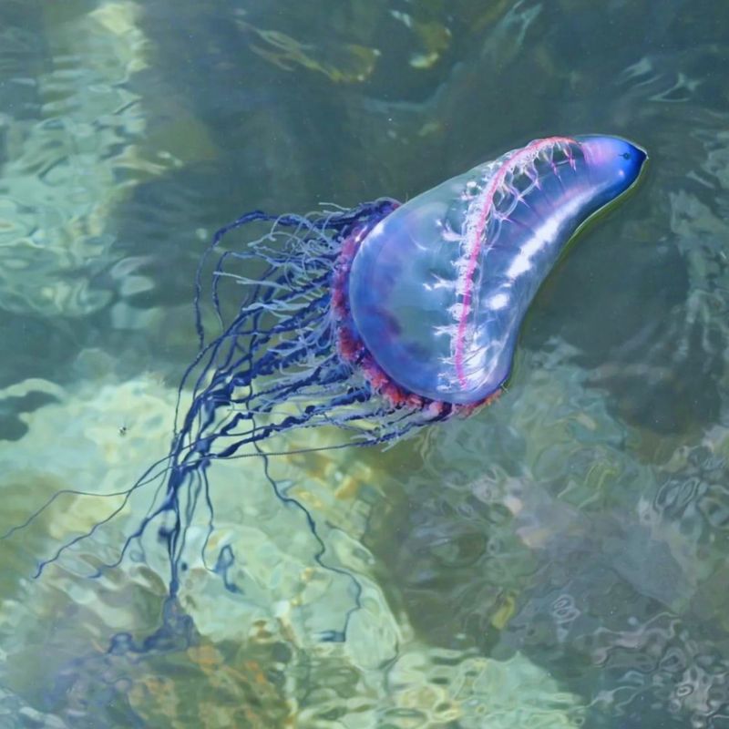 Bluebottle Jellyfish