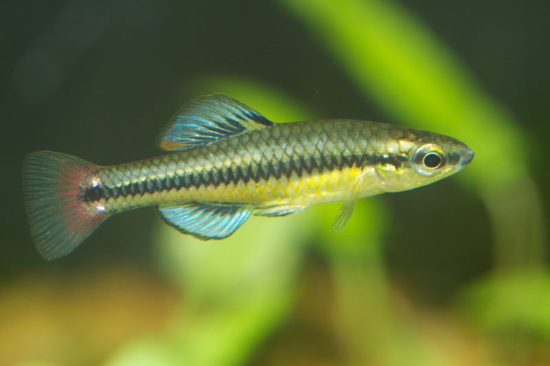 Bluefin Killifish