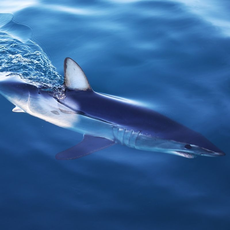 Bluntnose Sixgill Shark