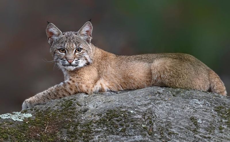 Bobcat