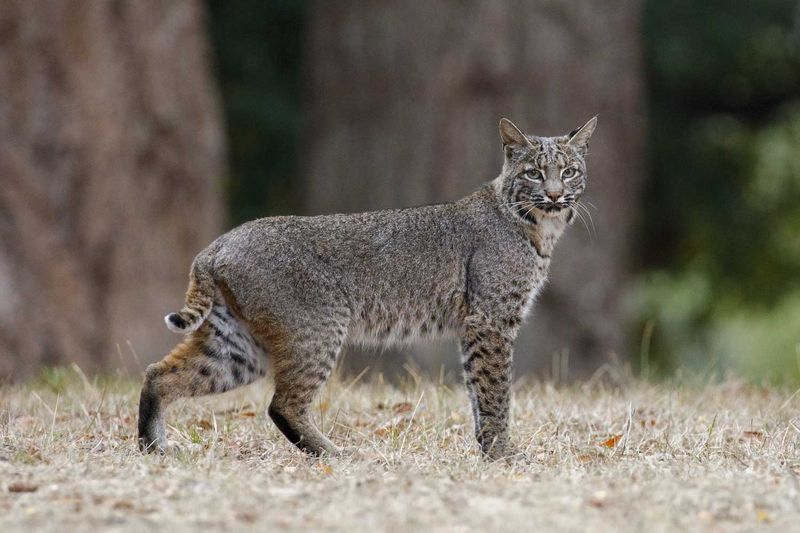 Bobcat