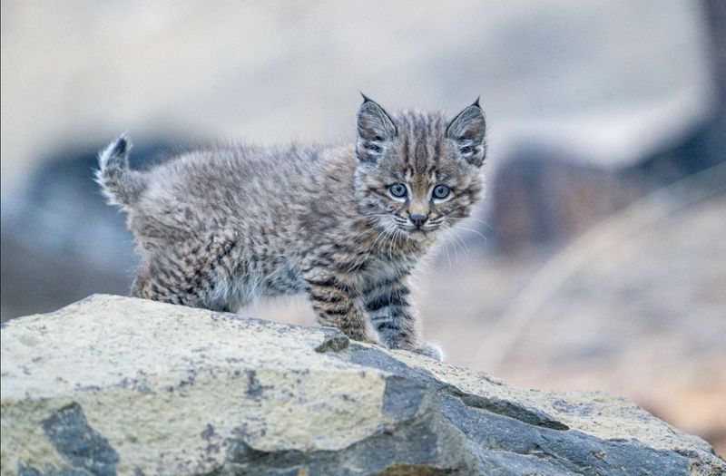 Bobcat