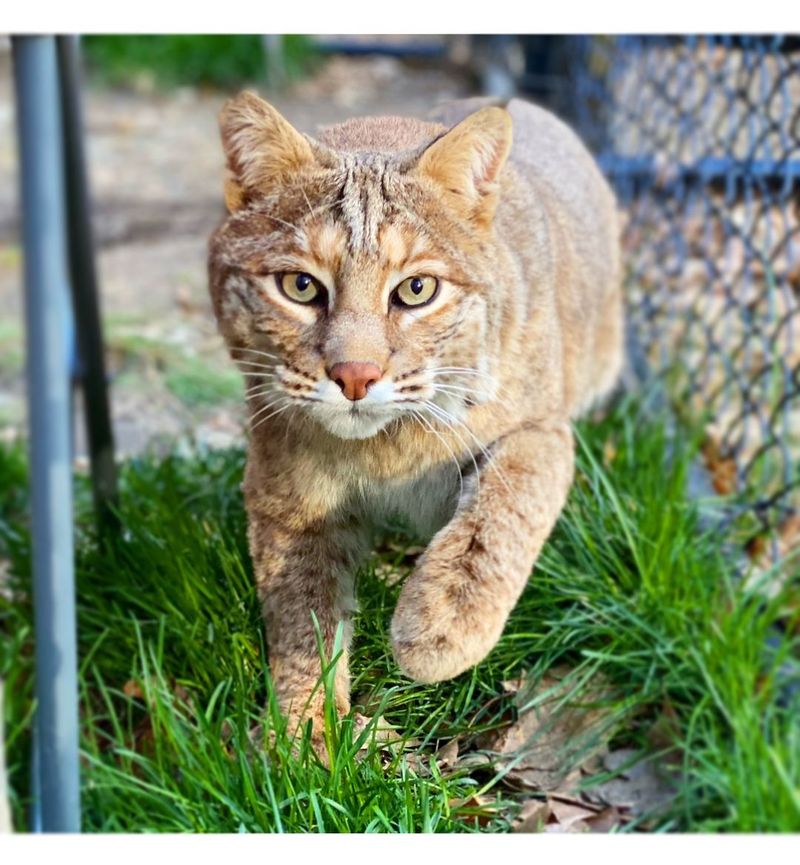 Bobcat Hybrid