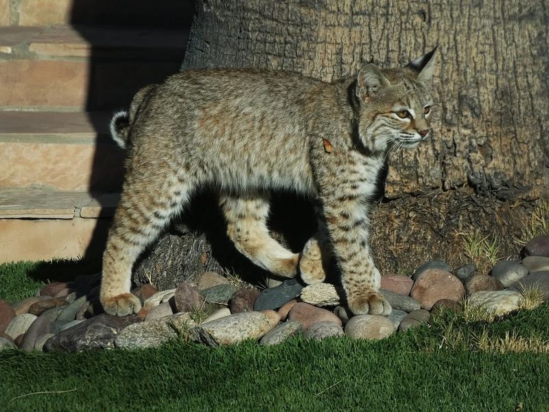 Bobcats