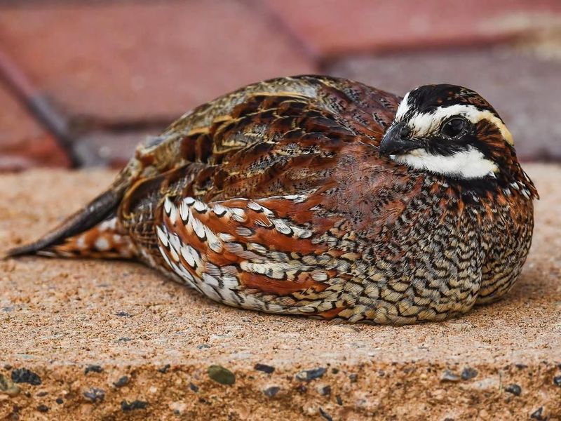 Bobwhite Quail