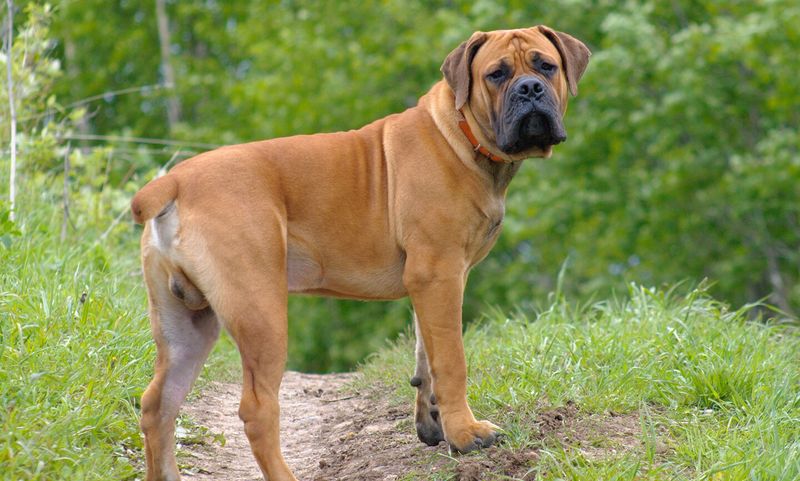 Boerboel