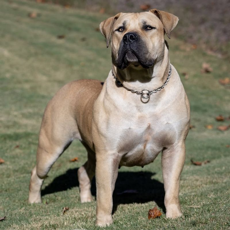 Boerboel