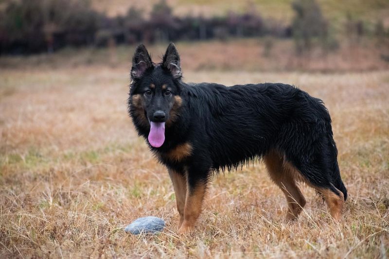 Bohemian Shepherd