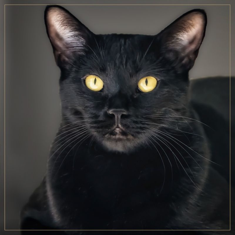 Bombay Cat