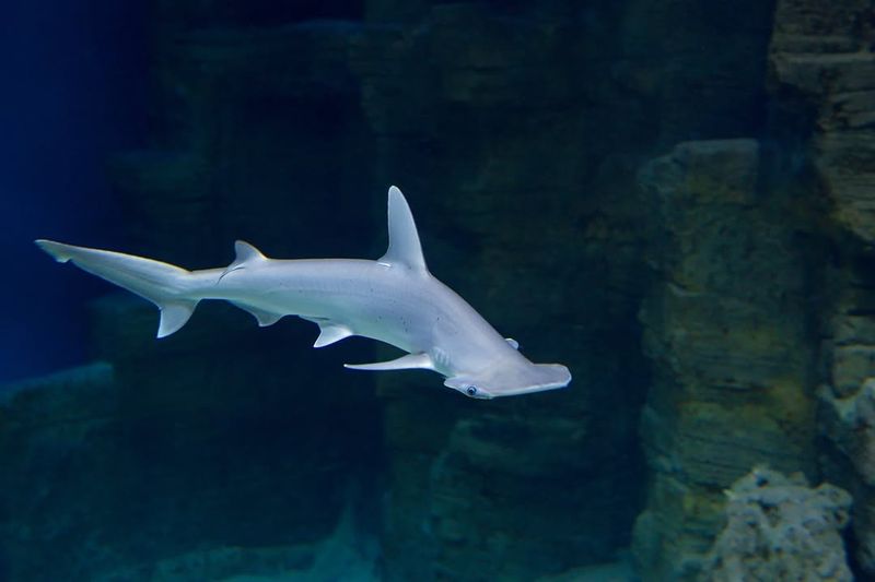 Bonnethead Shark