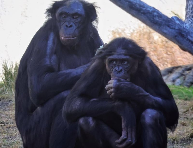 Bonobos