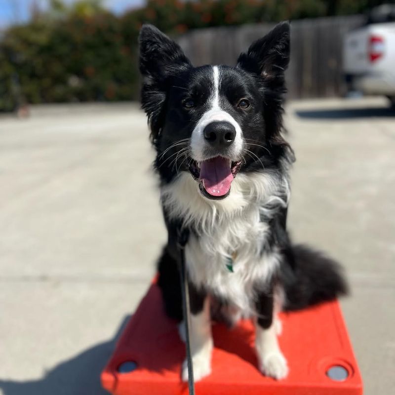 Border Collie