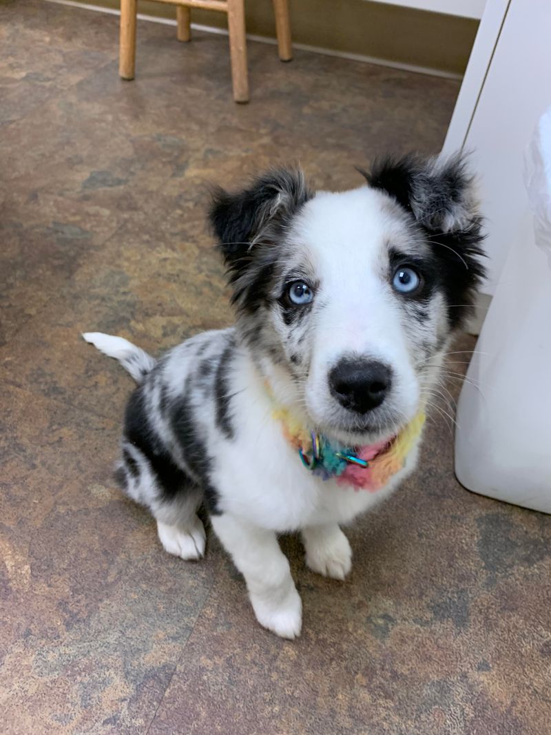 Border Collie