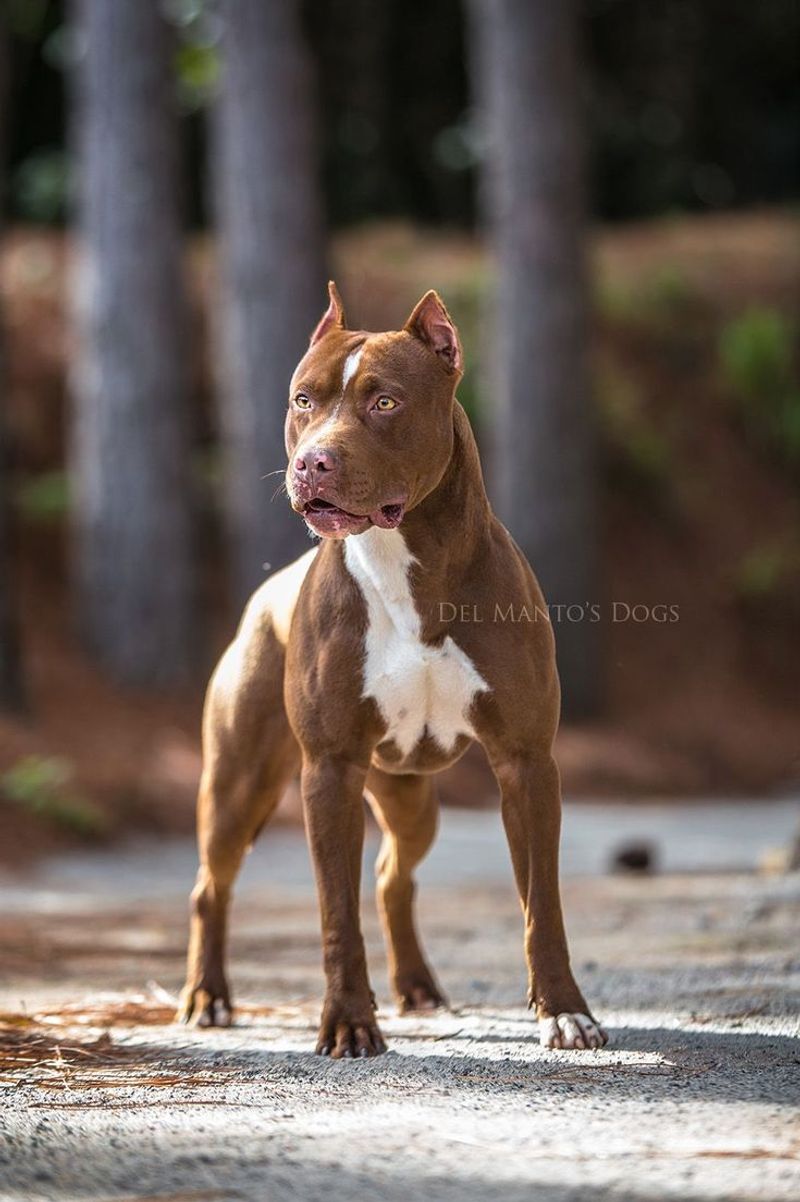 Pit Bull Terrier