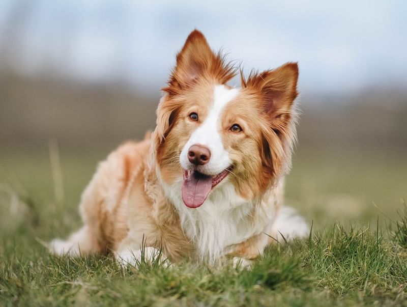 Border Collie