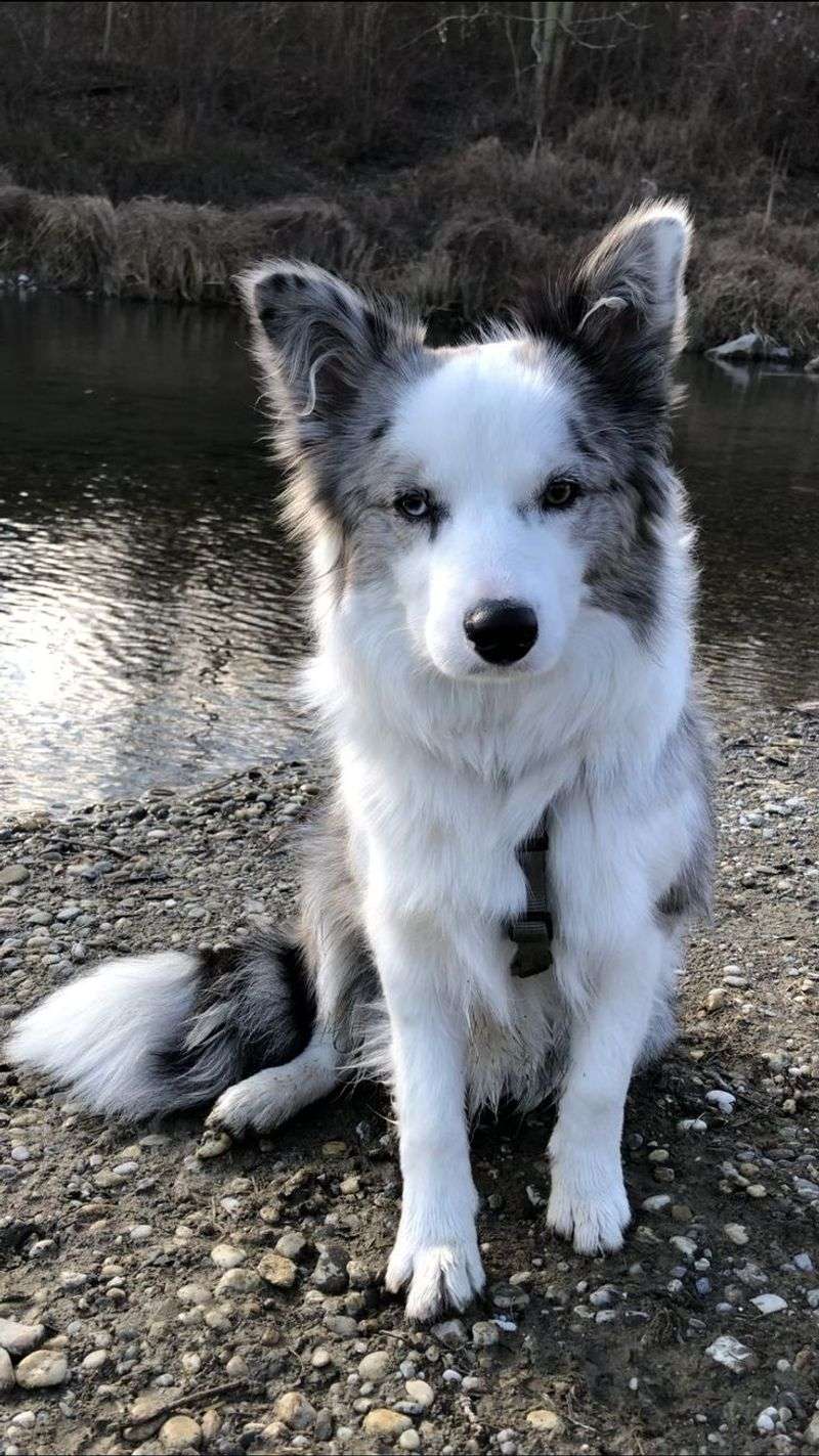 Border Collie